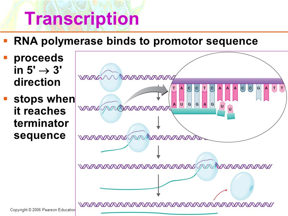 Создание транскрипции. RNA Transcription. Транскрипция РНК полимераза. РНК полимераза биохимия. RNA polymerase супервитки ДНК.