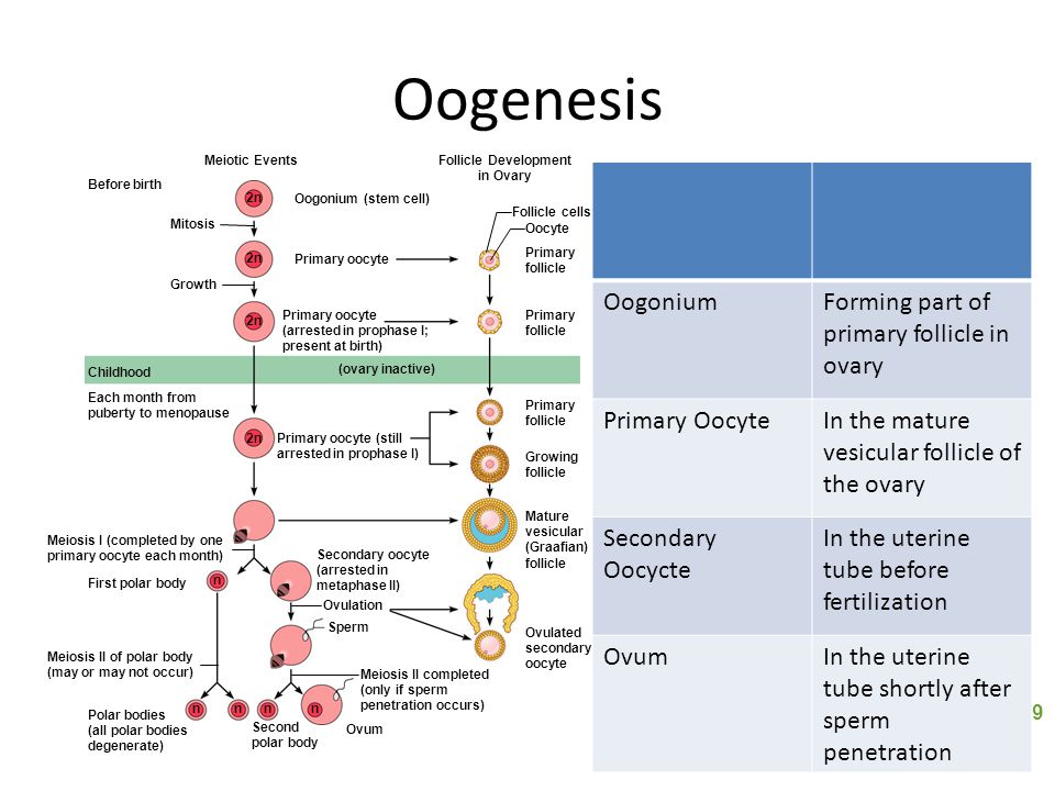 Follicular phase of the ovarian cycle