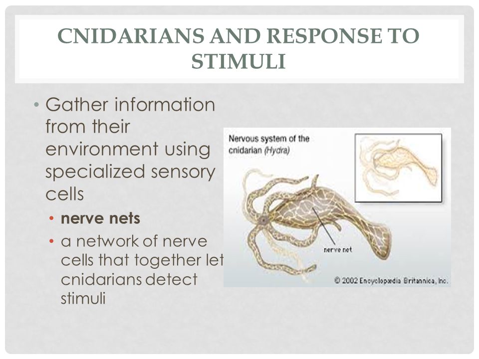Cnidarians and response to stimuli
