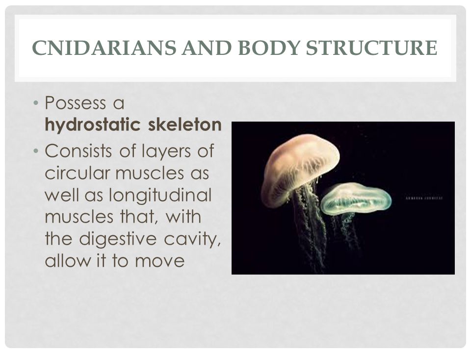 Cnidarians and body structure