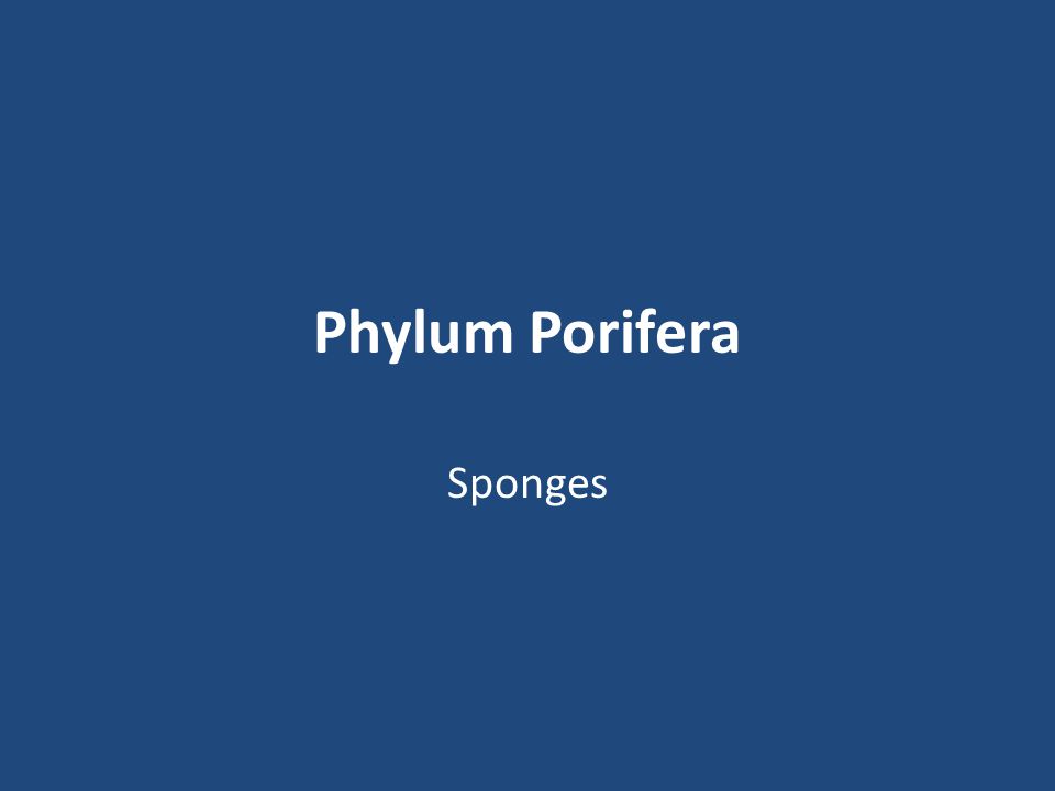 Phylum Porifera Sponges Porifera paw-rif-er-uh Cnidarians