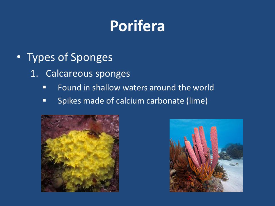 Porifera Types of Sponges Calcareous sponges