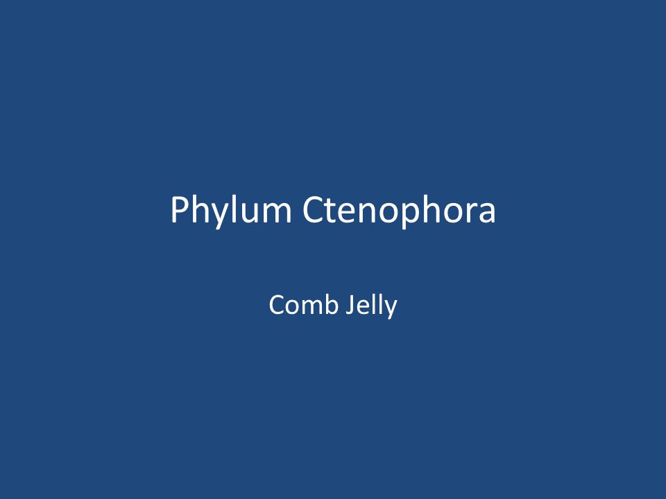 Phylum Ctenophora Comb Jelly