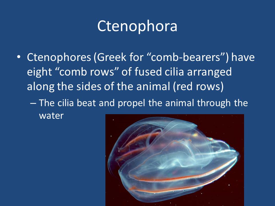 Ctenophora Ctenophores (Greek for comb-bearers ) have eight comb rows of fused cilia arranged along the sides of the animal (red rows)