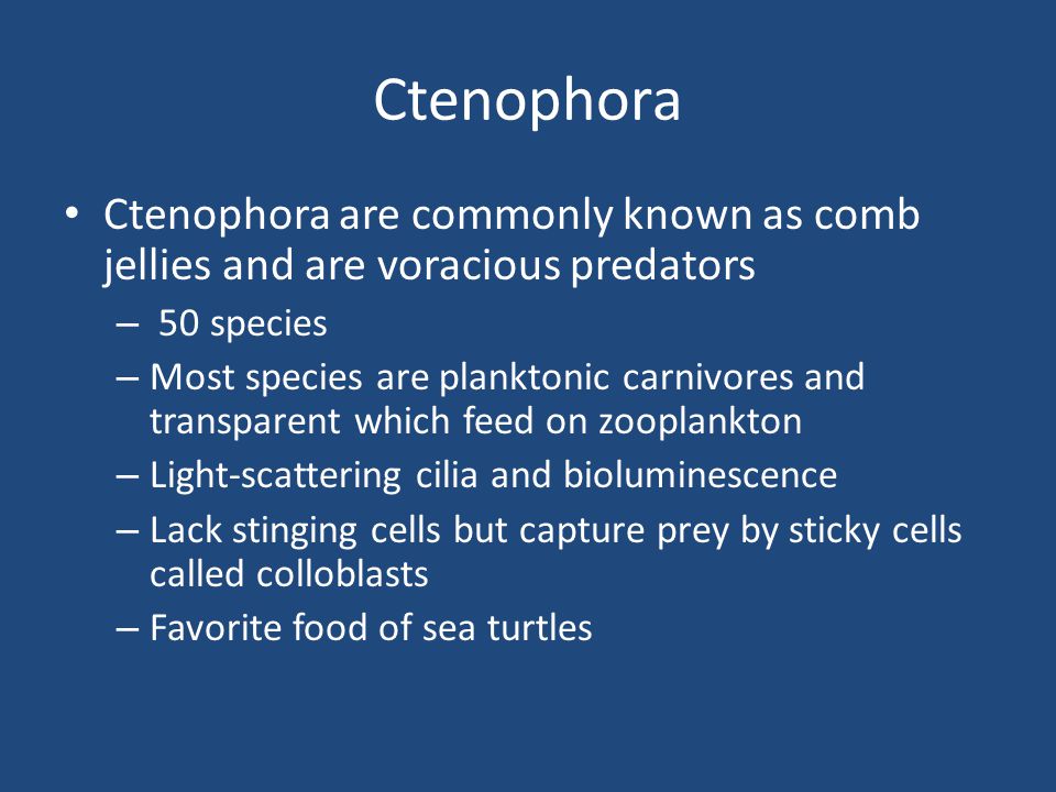Ctenophora Ctenophora are commonly known as comb jellies and are voracious predators. 50 species.