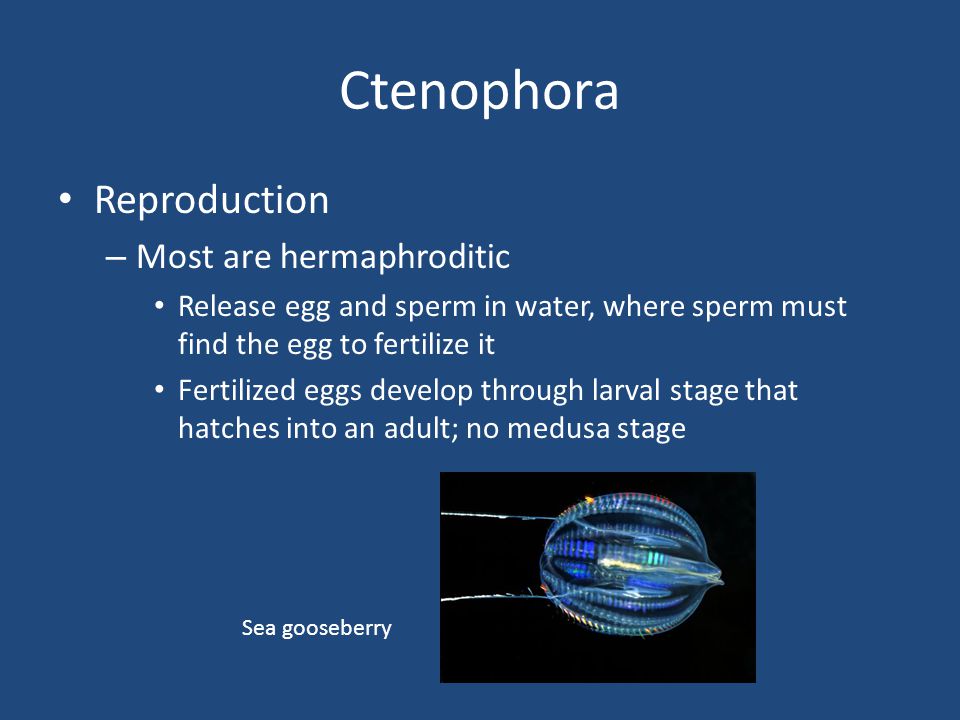 Ctenophora Reproduction Most are hermaphroditic