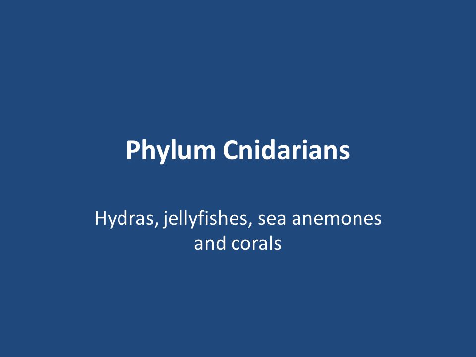Hydras, jellyfishes, sea anemones and corals