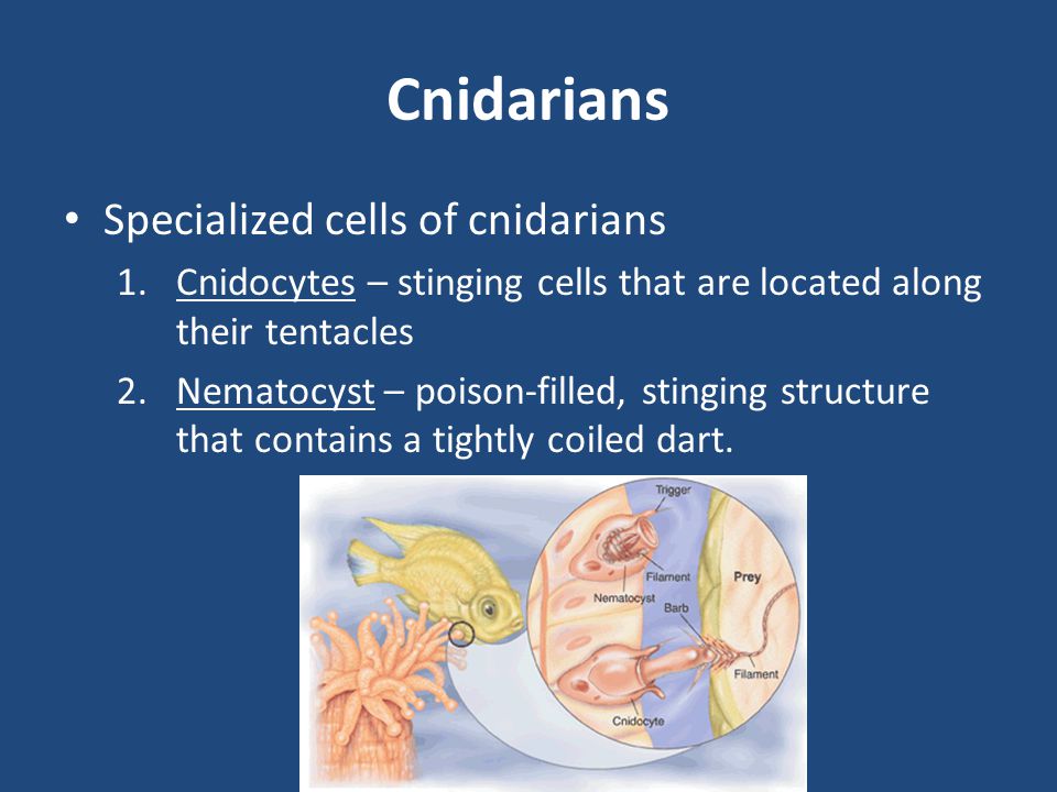 Cnidarians Specialized cells of cnidarians