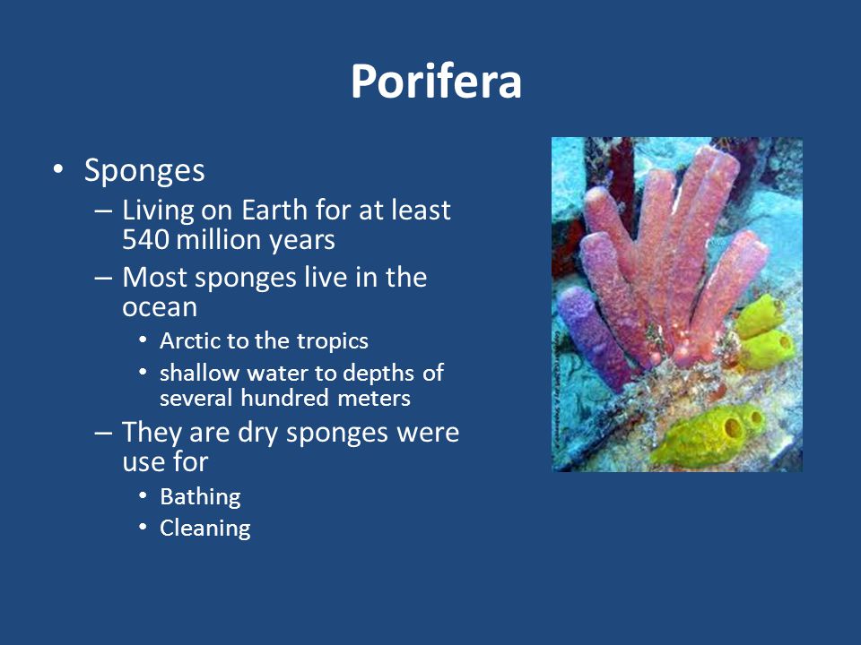 Porifera Sponges Living on Earth for at least 540 million years
