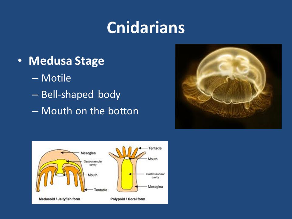 Cnidarians Medusa Stage Motile Bell-shaped body Mouth on the botton
