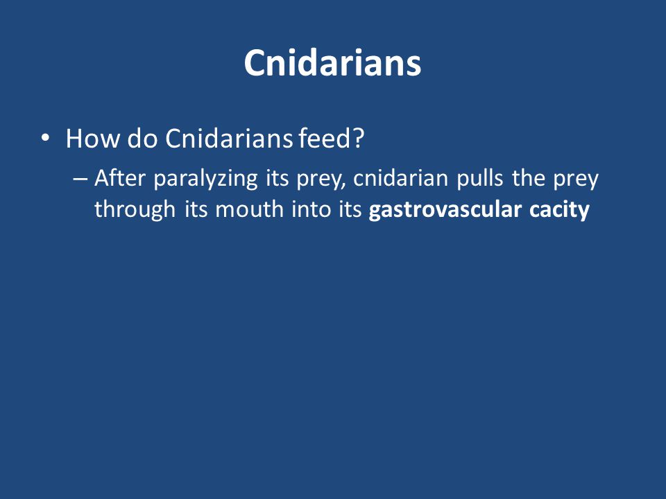 Cnidarians How do Cnidarians feed