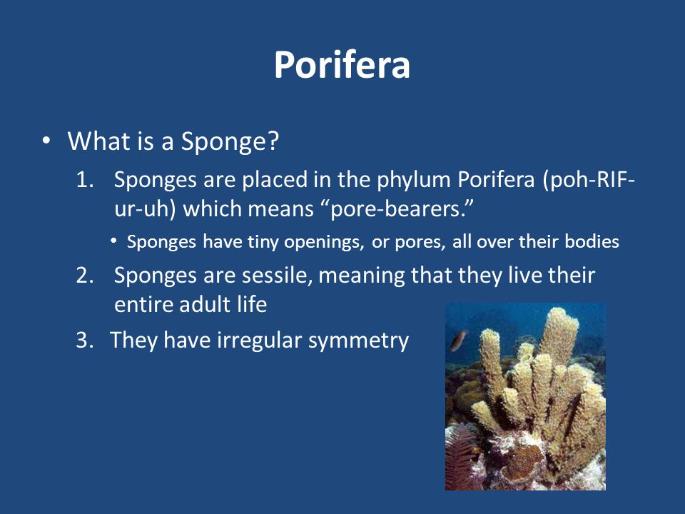 Porifera What is a Sponge
