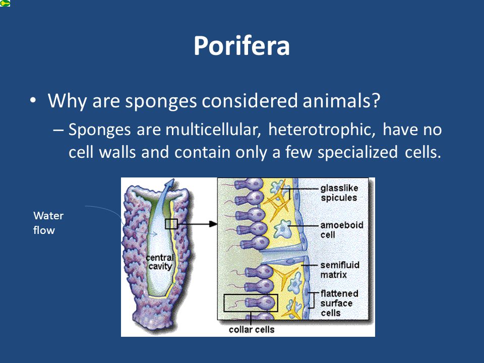 Porifera Why are sponges considered animals