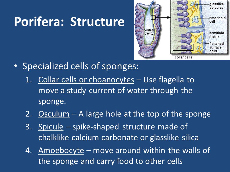 Porifera: Structure Specialized cells of sponges: