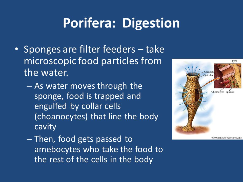 Porifera: Digestion Sponges are filter feeders – take microscopic food particles from the water.