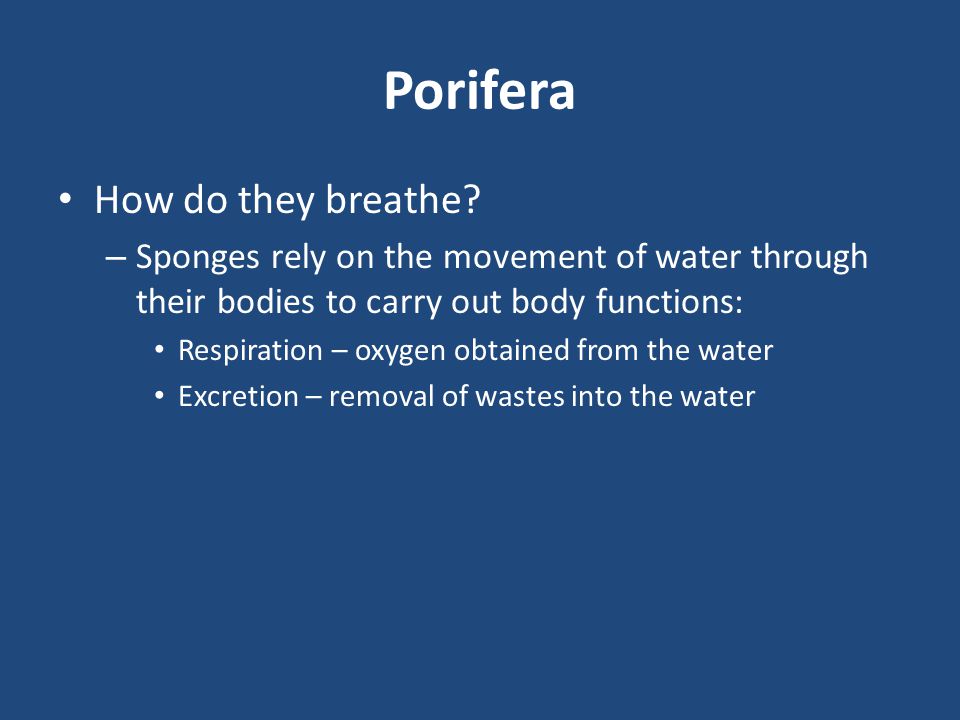 Porifera How do they breathe