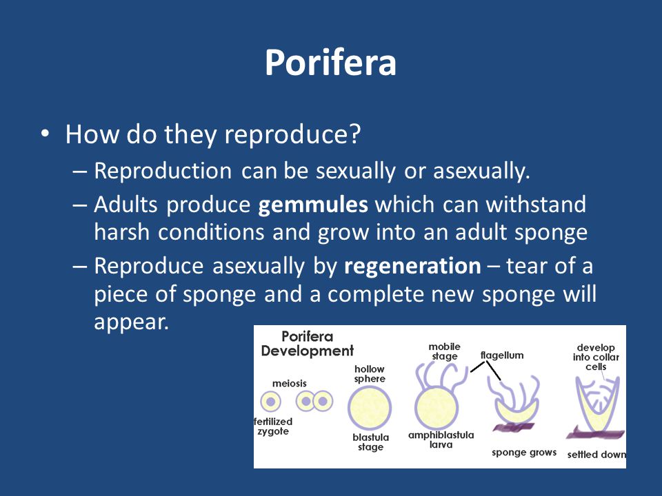 Porifera How do they reproduce