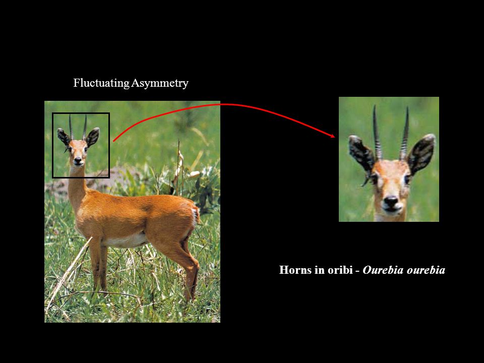2. Good genes models Fluctuating Asymmetry Horns in oribi - Ourebia ourebia