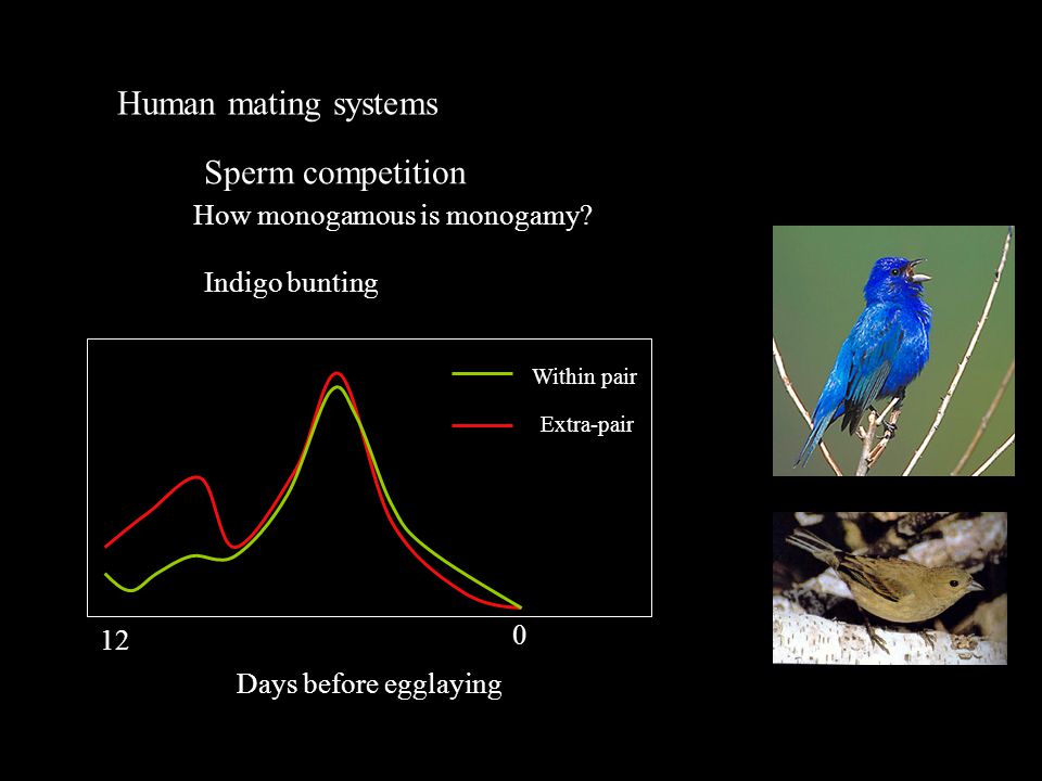 Human mating systems Sperm competition How monogamous is monogamy