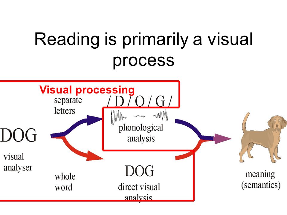 Reading is primarily a visual process