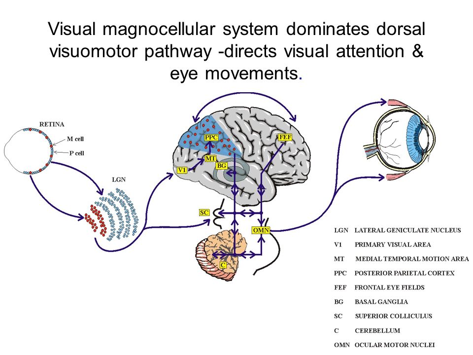 Visual magnocellular system dominates dorsal visuomotor pathway -directs visual attention & eye movements.