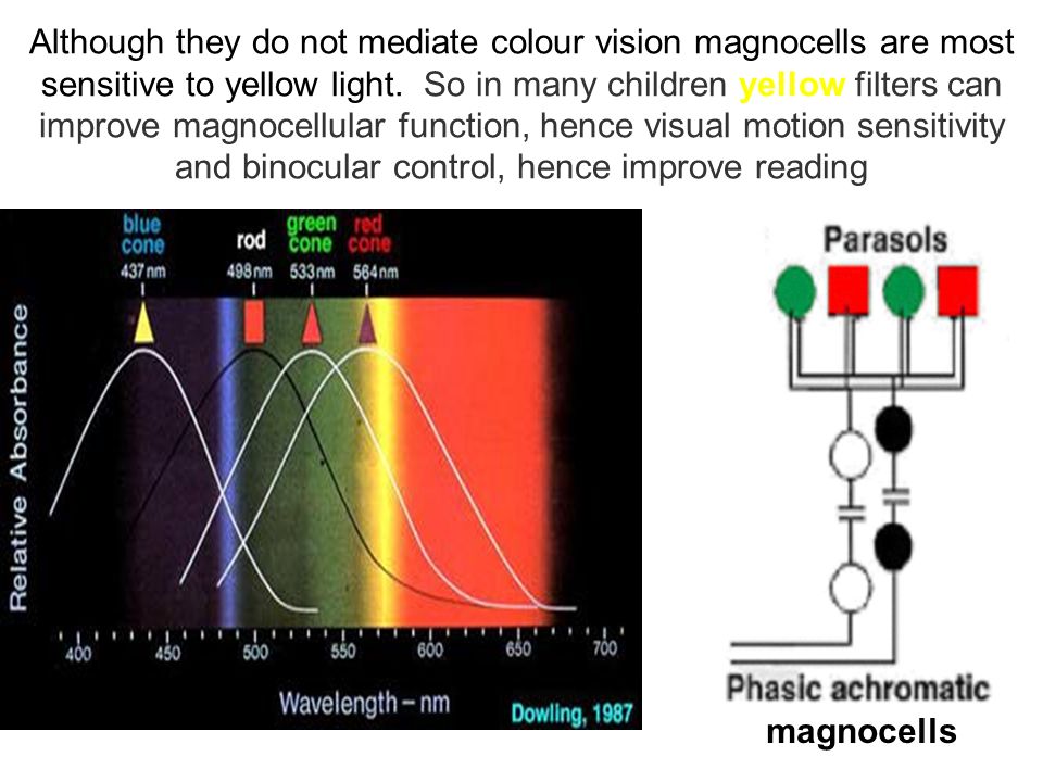 Although they do not mediate colour vision magnocells are most sensitive to yellow light. So in many children yellow filters can improve magnocellular function, hence visual motion sensitivity and binocular control, hence improve reading