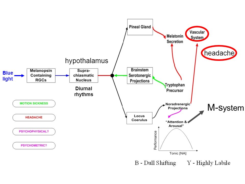 headache hypothalamus Blue light Diurnal rhythms M-system