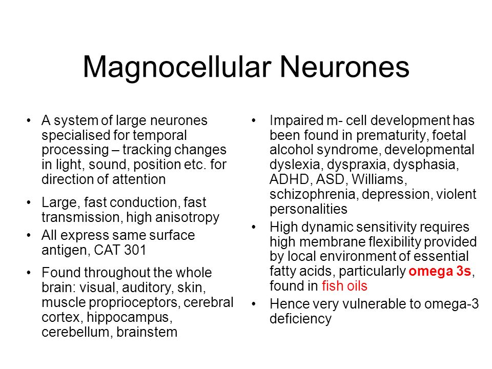 Magnocellular Neurones