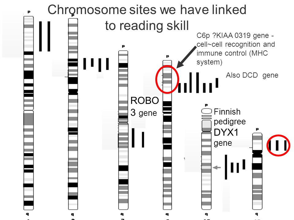 Chromosome sites we have linked to reading skill