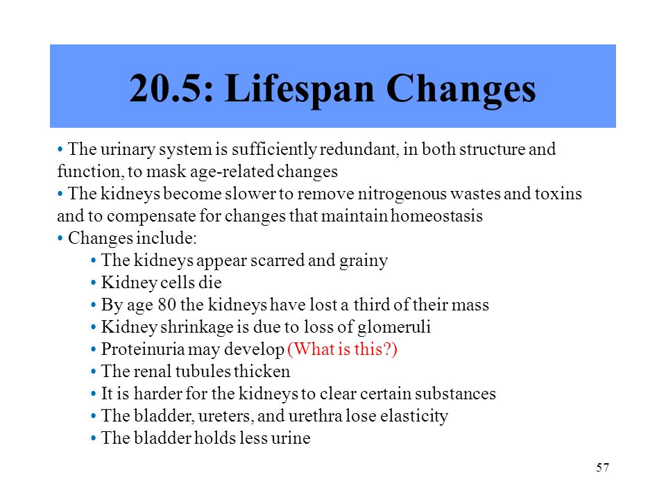 Chapter 20 Urinary System Ppt Download