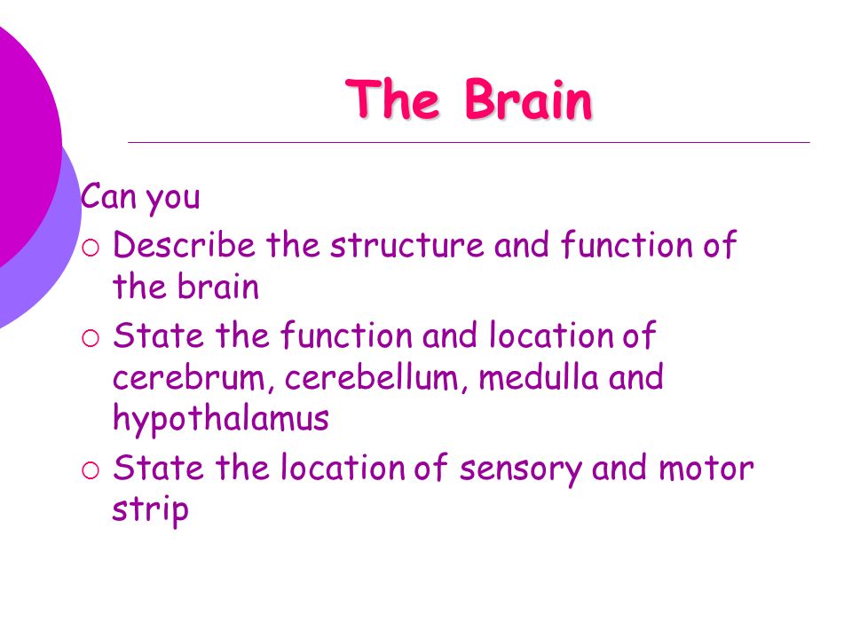 The Brain Can you Describe the structure and function of the brain