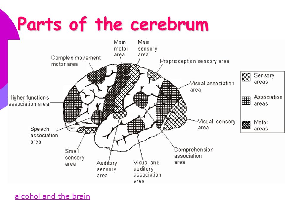 Parts of the cerebrum alcohol and the brain