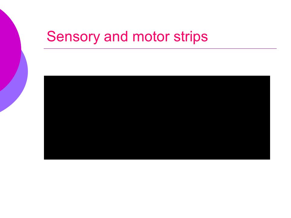 Sensory and motor strips