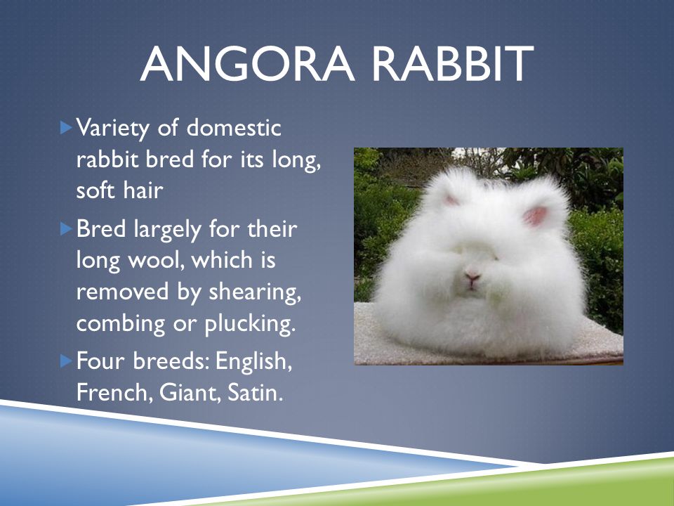 types of exotic rabbits