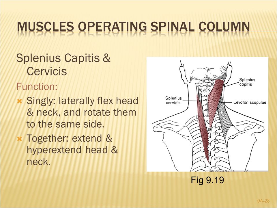 Chapter 9 Part 1 The Spinal Column And Thorax Ppt Video Online Download