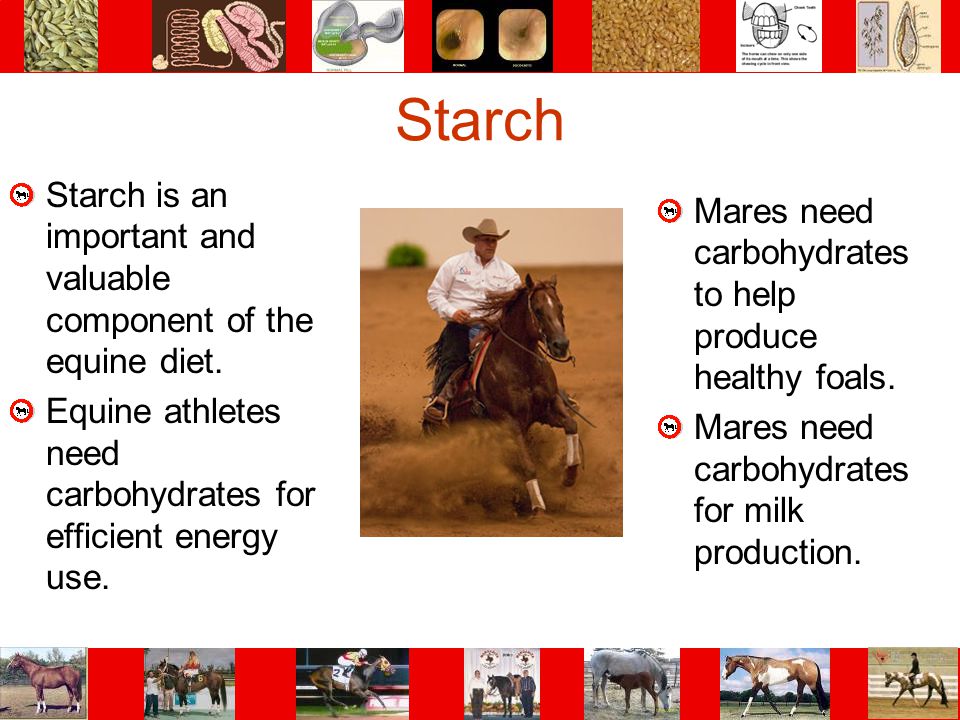 Starch Starch is an important and valuable component of the equine diet. Equine athletes need carbohydrates for efficient energy use.