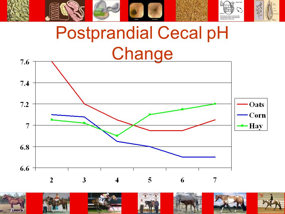 Postprandial Cecal pH Change