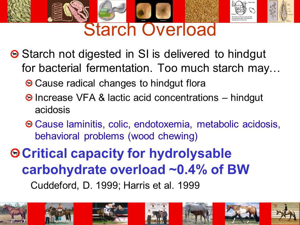 Starch Overload Starch not digested in SI is delivered to hindgut for bacterial fermentation. Too much starch may…