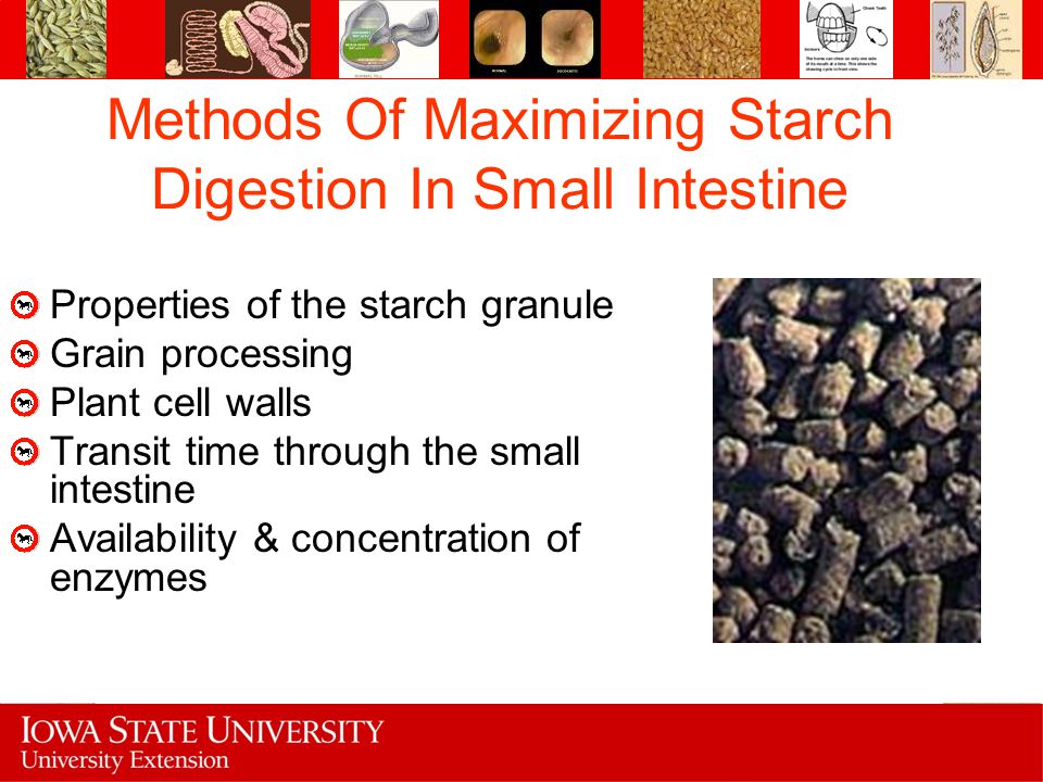 Methods Of Maximizing Starch Digestion In Small Intestine