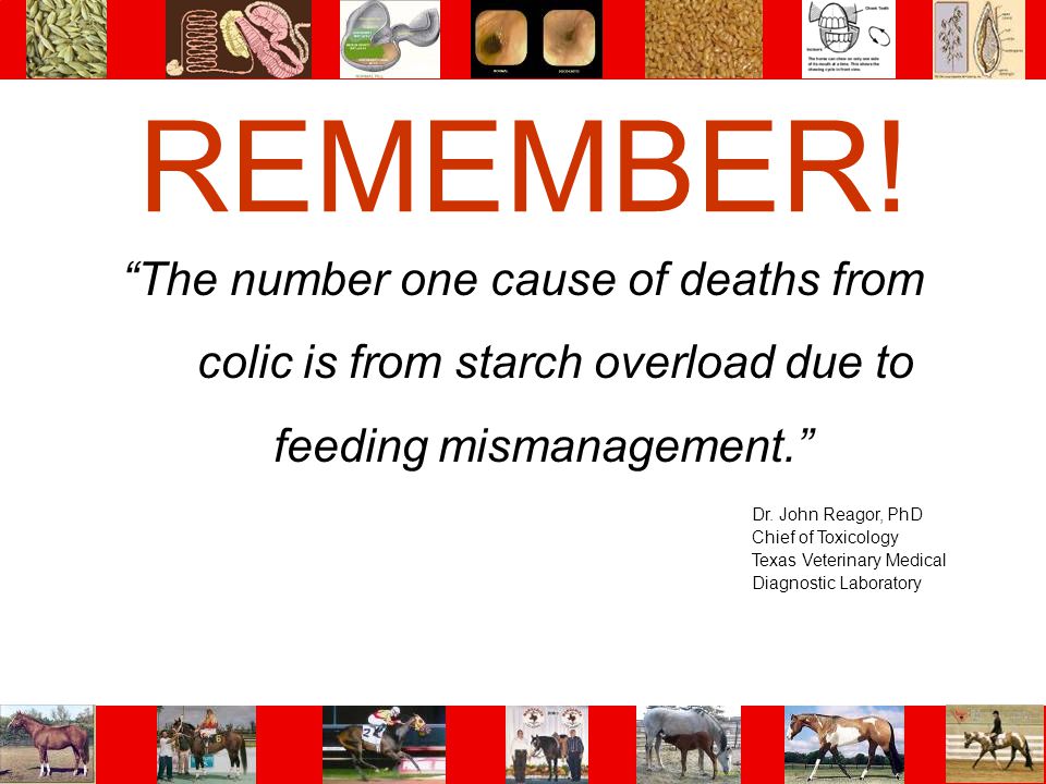 REMEMBER! The number one cause of deaths from colic is from starch overload due to feeding mismanagement.