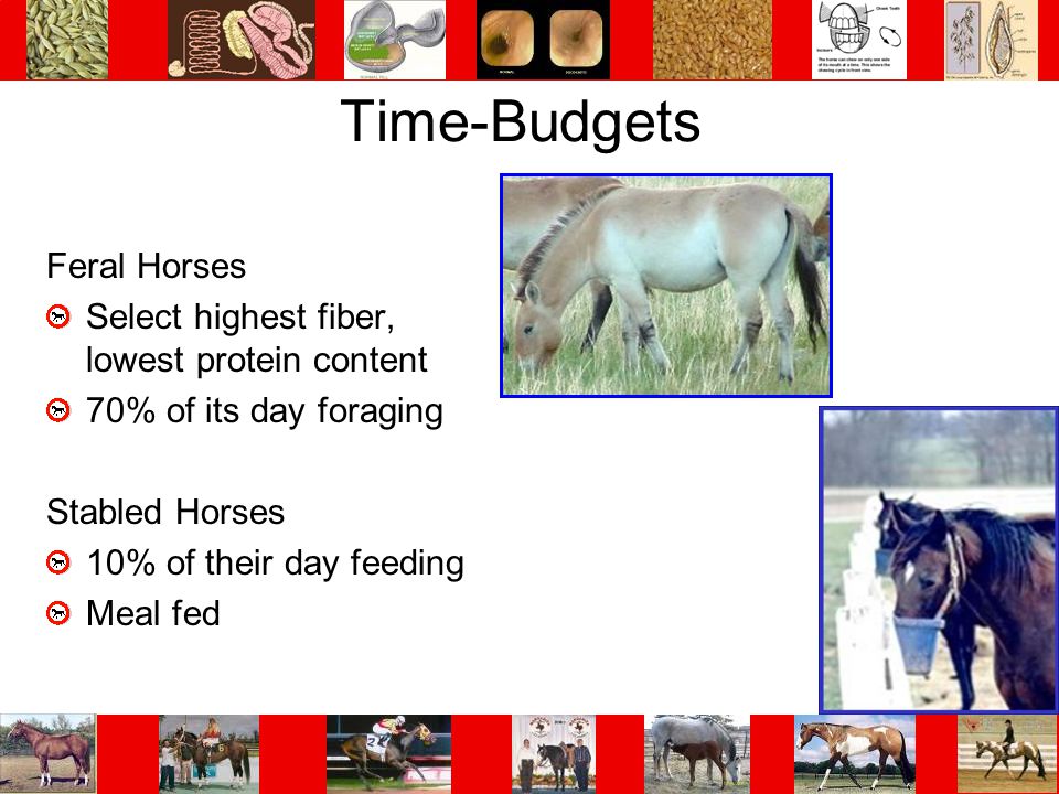Time-Budgets Feral Horses Select highest fiber, lowest protein content