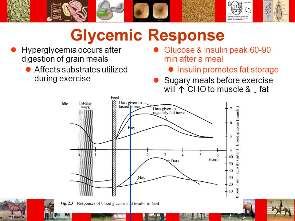 Glycemic Response Hyperglycemia occurs after digestion of grain meals
