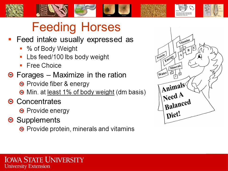 Feeding Horses Feed intake usually expressed as