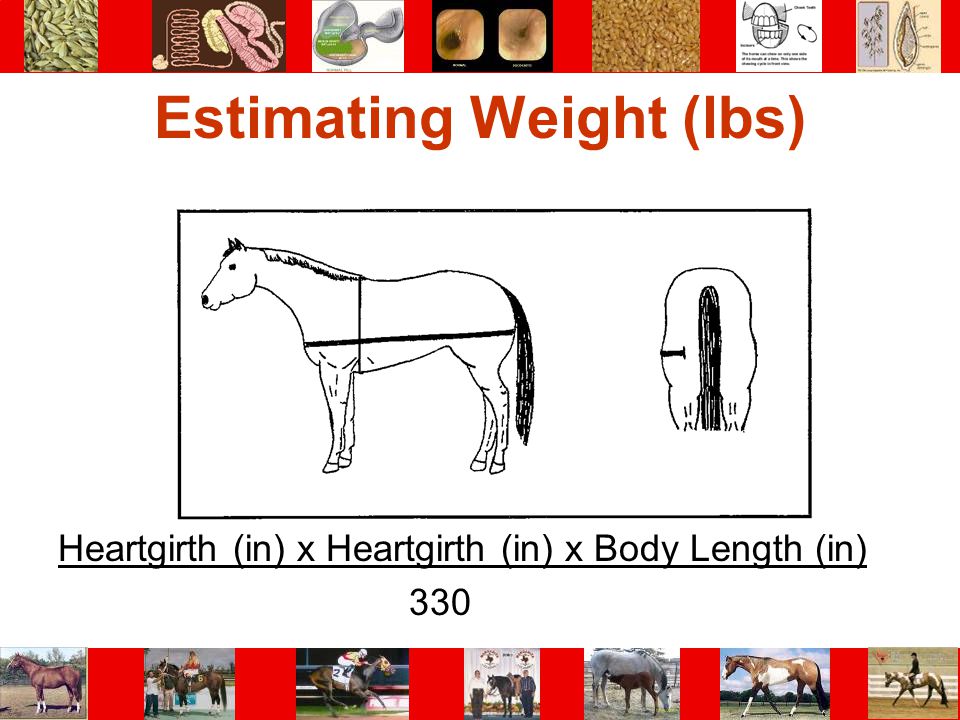 Estimating Weight (lbs)