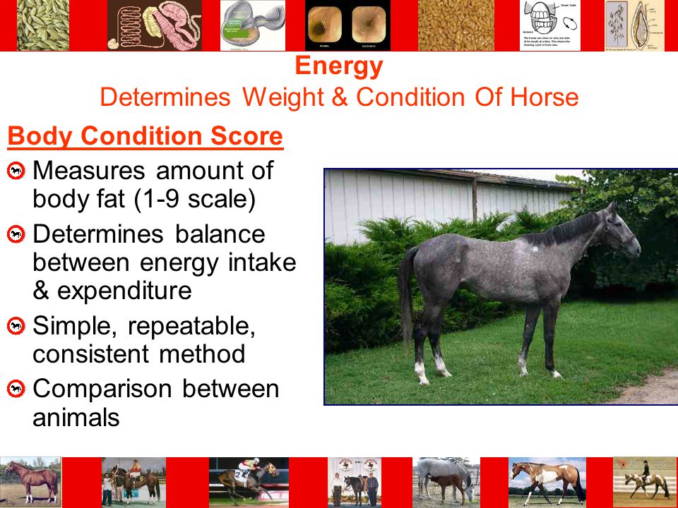 Energy Determines Weight & Condition Of Horse