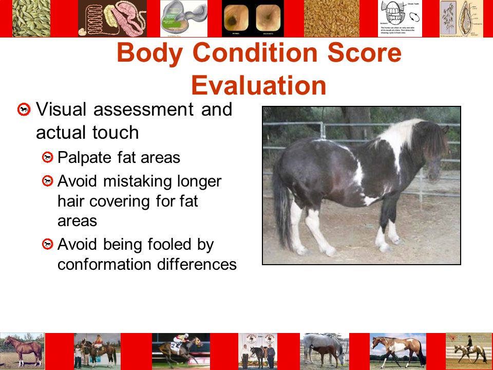 Body Condition Score Evaluation