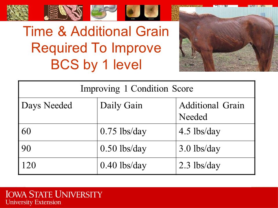 Time & Additional Grain Required To Improve BCS by 1 level
