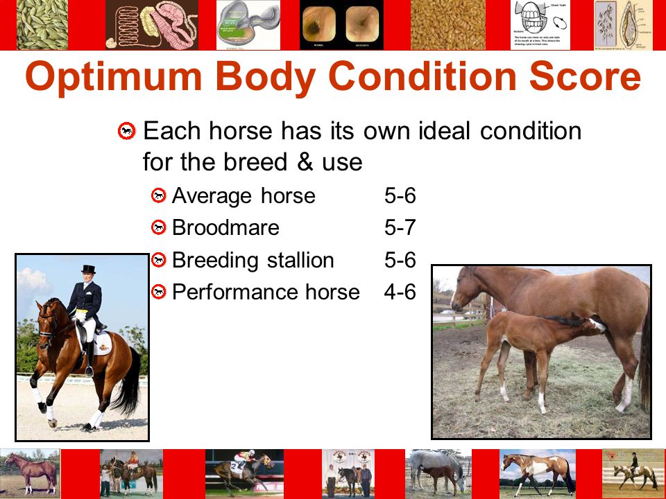 Optimum Body Condition Score