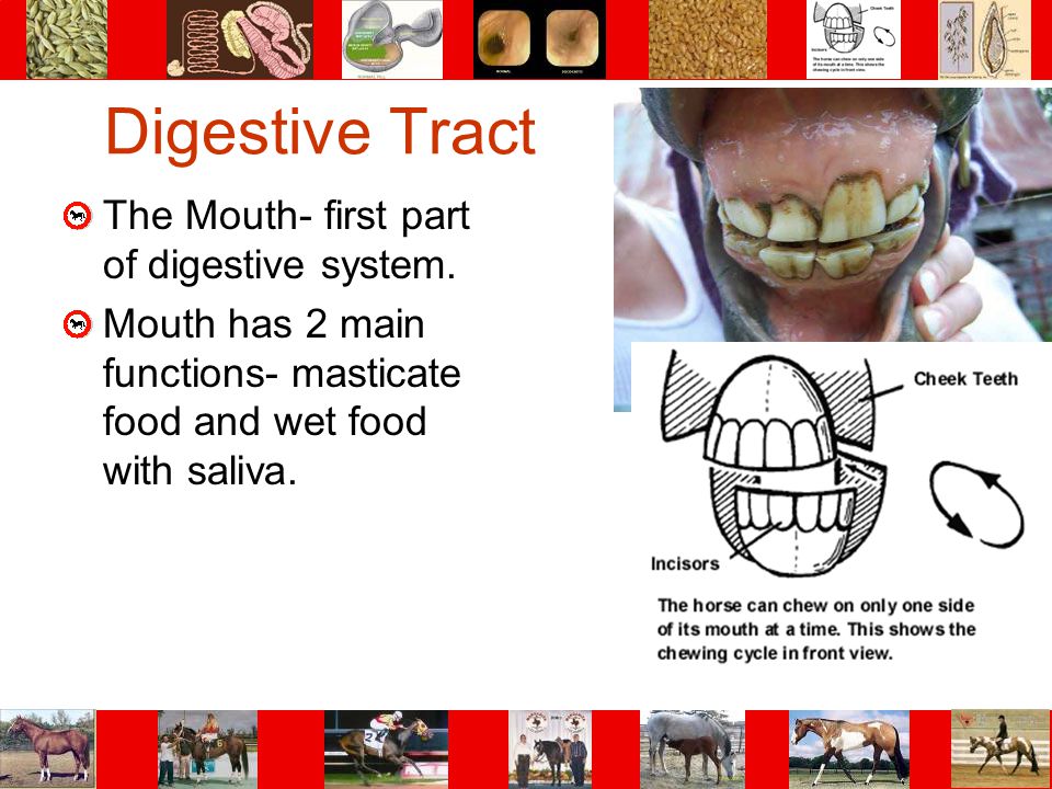 Digestive Tract The Mouth- first part of digestive system.