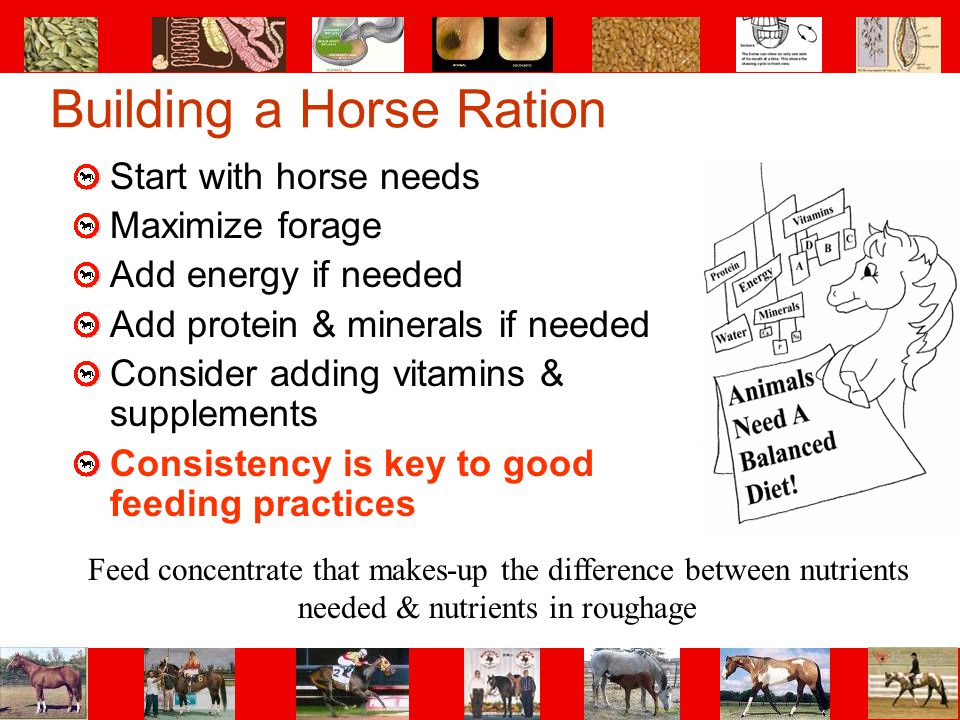 Building a Horse Ration